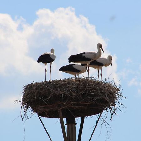 Am Storchennest Damnatz Exterior foto